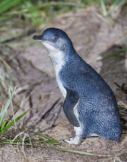 小企鹅 / Little Penguin / Eudyptula minor