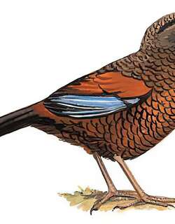 蓝翅噪鹛 / Blue-winged Laughingthrush / Trochalopteron squamatum