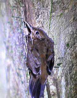 短嘴硬尾雀 / Short-billed Leaftosser / Sclerurus rufigularis