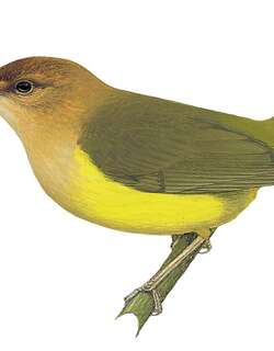 褐头缝叶莺 / Rufous-headed Tailorbird / Phyllergates heterolaemus