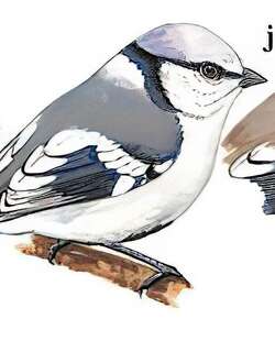 灰蓝山雀 / Azure Tit / Cyanistes cyanus