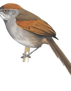 灰胸针尾雀 / Cinereous-breasted Spinetail / Synallaxis hypospodia