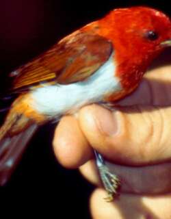 红白唐纳雀 / Scarlet-and-white Tanager / Chrysothlypis salmoni