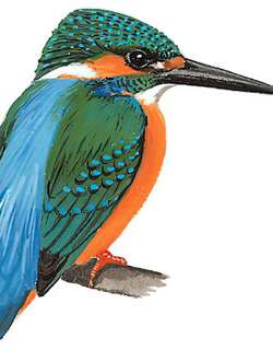 普通翠鸟 / Common Kingfisher / Alcedo atthis