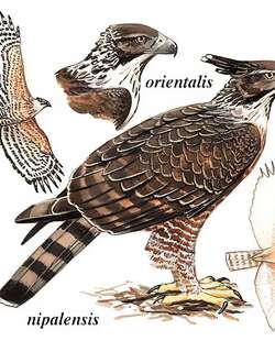 鹰雕 / Mountain Hawk-Eagle / Nisaetus nipalensis