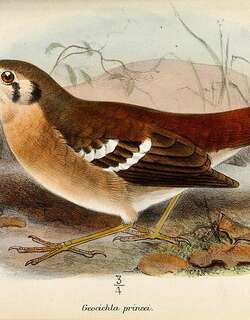 灰色地鸫 / Grey Ground Thrush / Geokichla princei