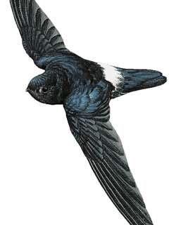 缎蓝金丝燕 / Satin Swiftlet / Collocalia uropygialis