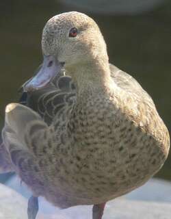 马岛鸭 / Bernier’s Teal / Anas bernieri