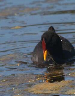 红额骨顶 / Red-fronted Coot / Fulica rufifrons