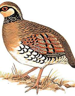 褐胸山鹧鸪 / Bar-backed Partridge / Arborophila brunneopectus