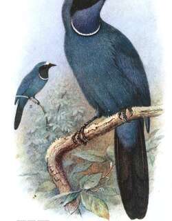 白领蓝头鹊 / White-collared Jay / Cyanolyca viridicyanus