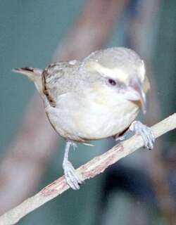 毛岛鹦嘴雀 / Maui Parrotbill / Pseudonestor xanthophrys