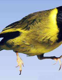 鹂雀 / Oriole Finch / Linurgus olivaceus