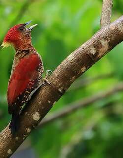 镶红绿啄木鸟 / Banded Woodpecker / Chrysophlegma miniaceum