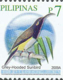 哈氏太阳鸟 / Grey-hooded Sunbird / Aethopyga primigenia