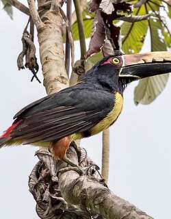 栗耳簇舌巨嘴鸟 / Chestnut-eared Aracari / Pteroglossus castanotis