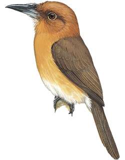 栗头蓬头䴕 / Chestnut-headed Nunlet / Nonnula amaurocephala