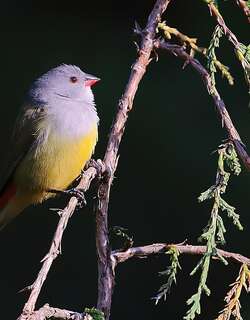 黄腹梅花雀 / Yellow-bellied Waxbill / Coccopygia quartinia