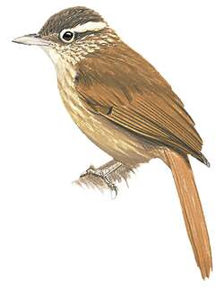 白眉拾叶雀 / White-browed Foliage-gleaner / Anabacerthia amaurotis