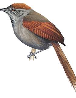 暗色针尾雀 / Dusky Spinetail / Synallaxis moesta