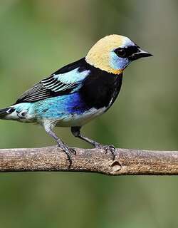 金头唐加拉雀 / Golden-hooded Tanager / Stilpnia larvata