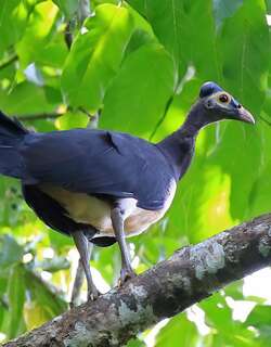 苏拉塚雉 / Sula Megapode / Megapodius bernsteinii