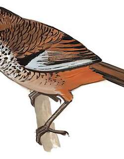 棕颏噪鹛 / Rufous-chinned Laughingthrush / Ianthocincla rufogularis