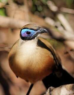 大马岛鹃 / Giant Coua / Coua gigas