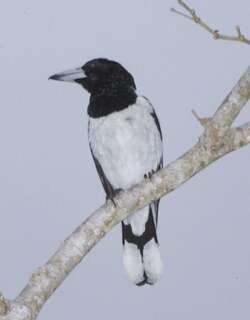 黑头钟鹊 / Hooded Butcherbird / Cracticus cassicus