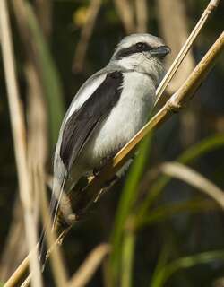 麦氏伯劳 / Mackinnon’s Shrike / Lanius mackinnoni
