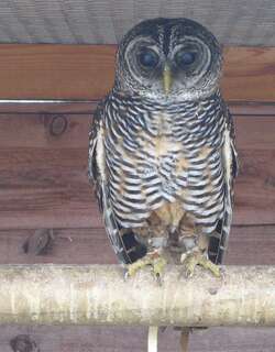 棕斑林鸮 / Rufous-legged Owl / Strix rufipes