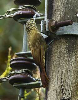 绿背䴕雀 / Olive-backed Woodcreeper / Xiphorhynchus triangularis
