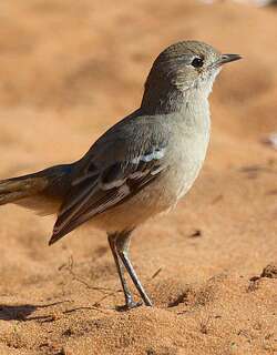栗腰薮鸲 / Southern Scrub Robin / Drymodes brunneopygia