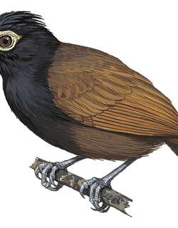 裸眼蚁鸟 / Bare-eyed Antbird / Rhegmatorhina gymnops