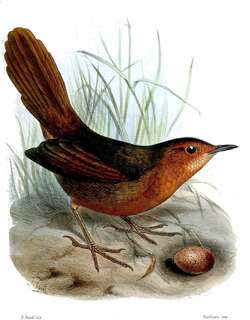 锈色草莺 / Rusty Thicketbird / Cincloramphus rubiginosus