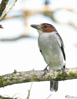 黑顶蒂泰霸鹟 / Black-crowned Tityra / Tityra inquisitor