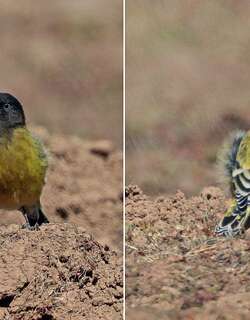 埃塞俄比亚丝雀 / Ethiopian Siskin / Serinus nigriceps