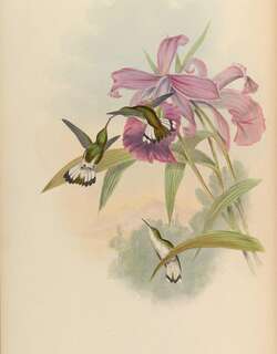 白尾丽蜂鸟 / White-tailed Emerald / Microchera chionura