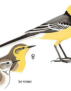 黄头鹡鸰 / Citrine Wagtail / Motacilla citreola