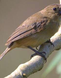 白腹食籽雀 / White-bellied Seedeater / Sporophila leucoptera