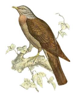 科摩罗林鸽 / Comoros Olive Pigeon / Columba pollenii
