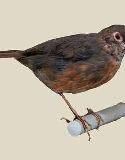 斑喉䳭 / Spot-throat / Modulatrix stictigula