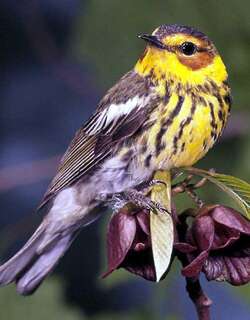 栗颊林莺 / Cape May Warbler / Setophaga tigrina
