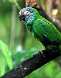 暗头鹦哥 / Dusky-headed Parakeet / Aratinga weddellii