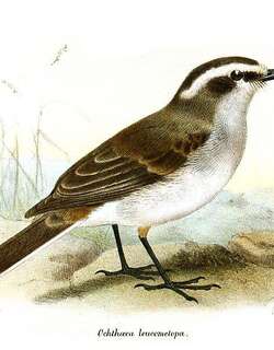 白眉唧霸鹟 / White-browed Chat-Tyrant / Ochthoeca leucophrys