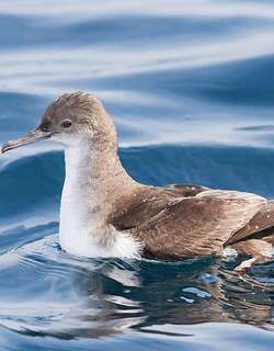 棕嘴鹱 / Fluttering Shearwater / Puffinus gavia