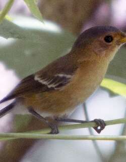 提岛王鹟 / Tinian Monarch / Monarcha takatsukasae