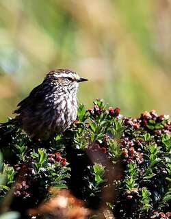 安第斯针尾雀 / Andean Tit-Spinetail / Leptasthenura andicola