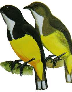 黄腹啄花鸟 / Yellow-bellied Flowerpecker / Dicaeum melanozanthum