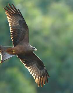 黄嘴鸢 / Yellow-billed Kite / Milvus aegyptius